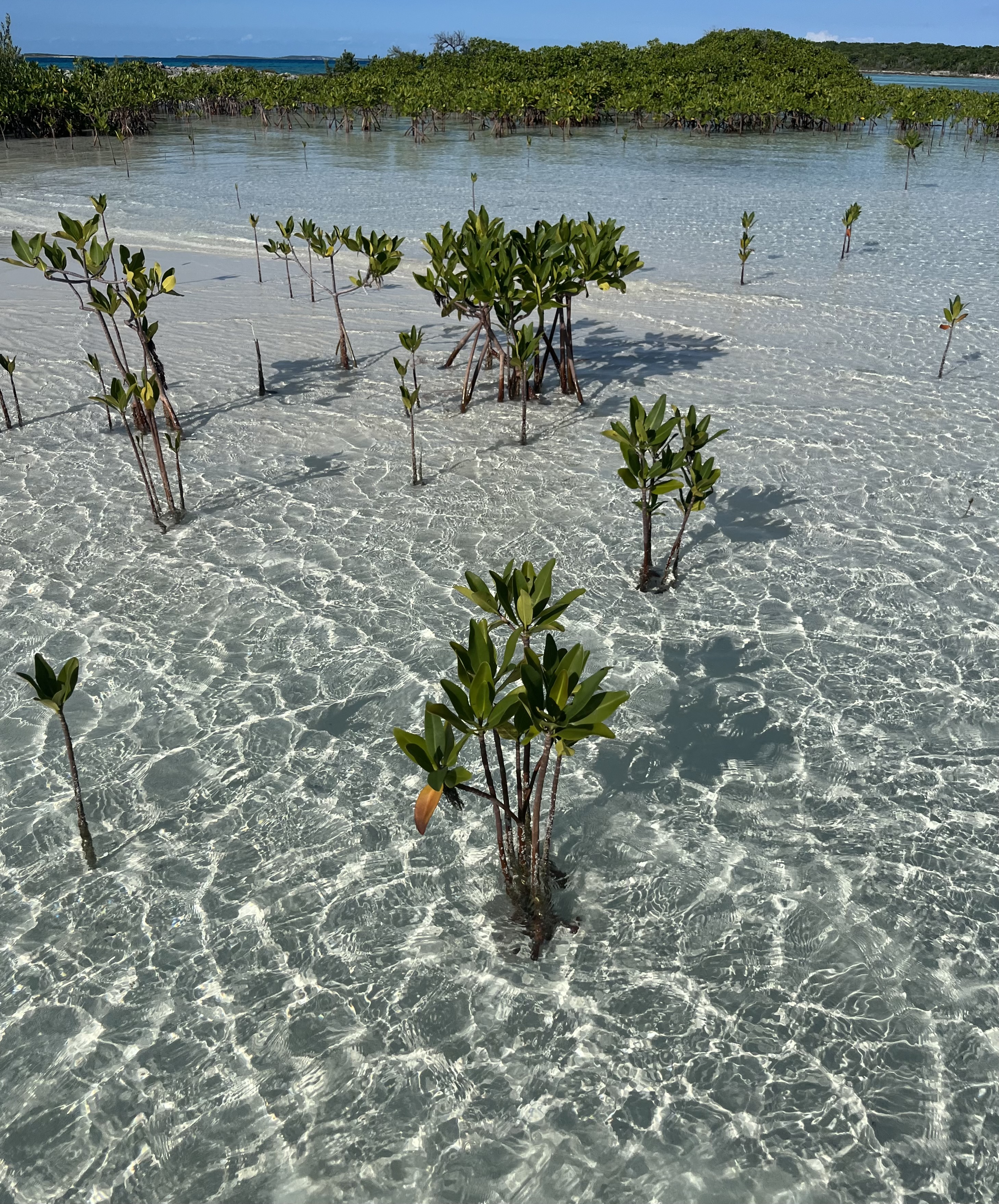 baby-mangrove-pic