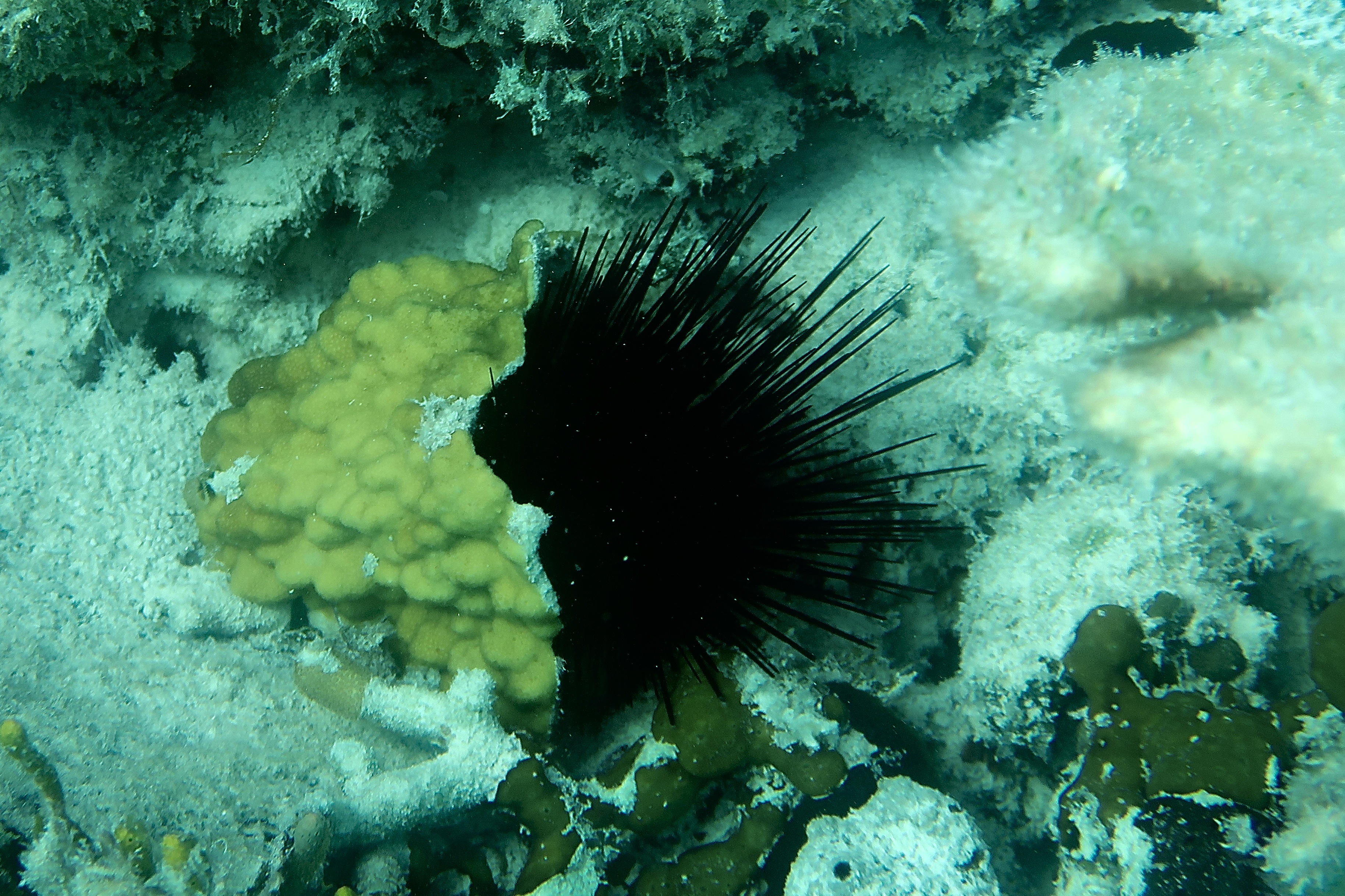 big-urchin