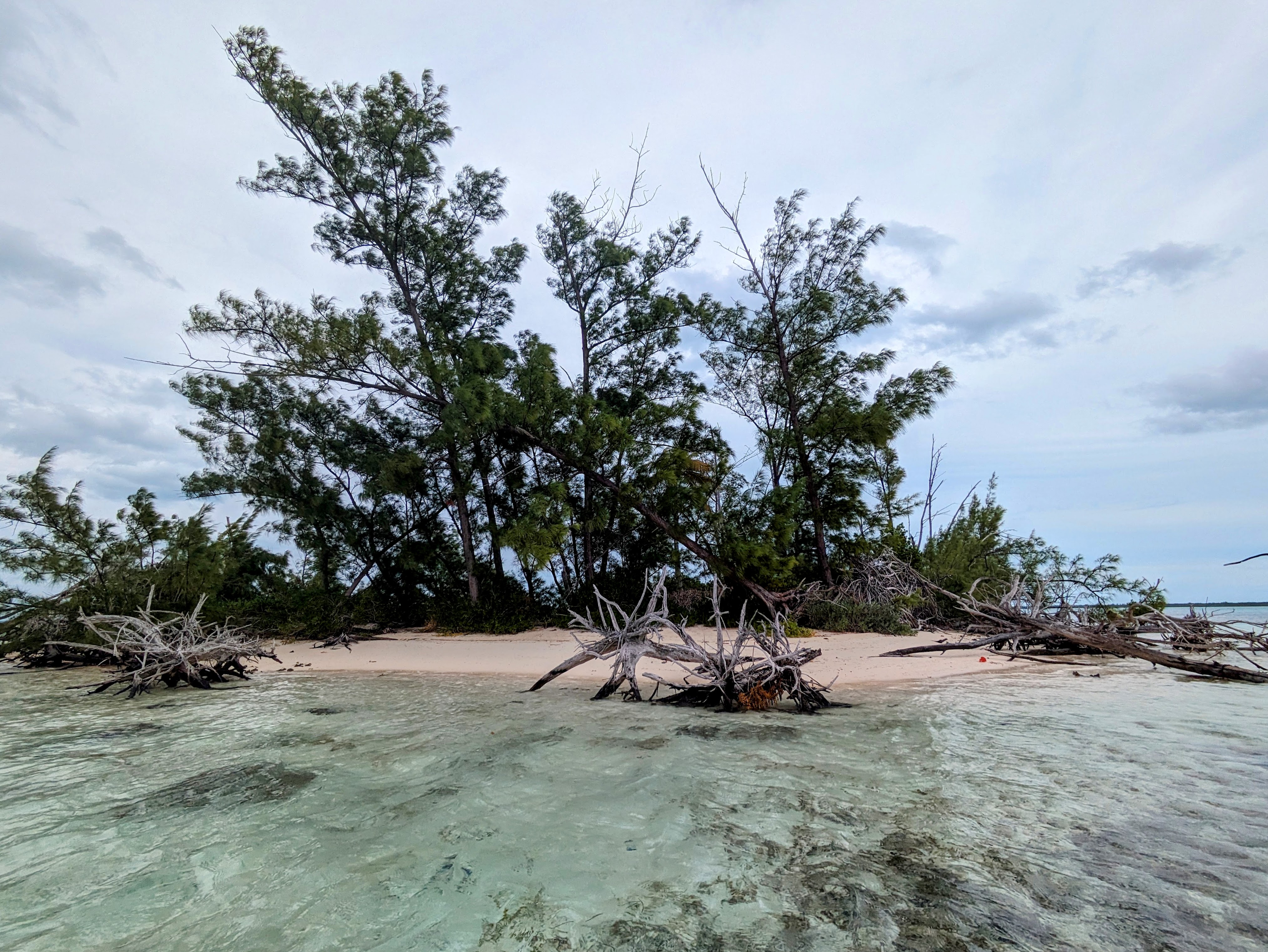 bimini-mangroves