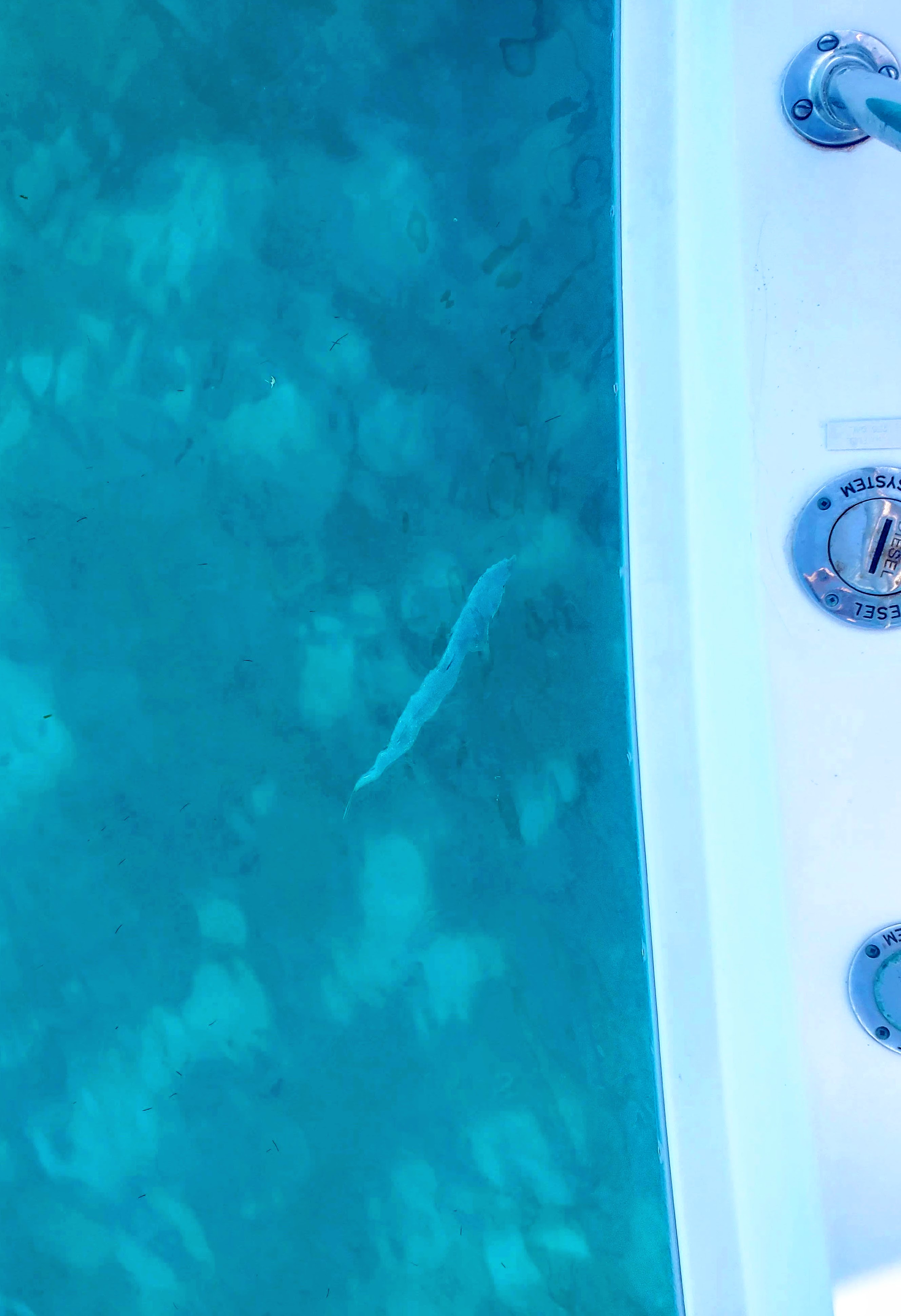 clear-water-barracuda