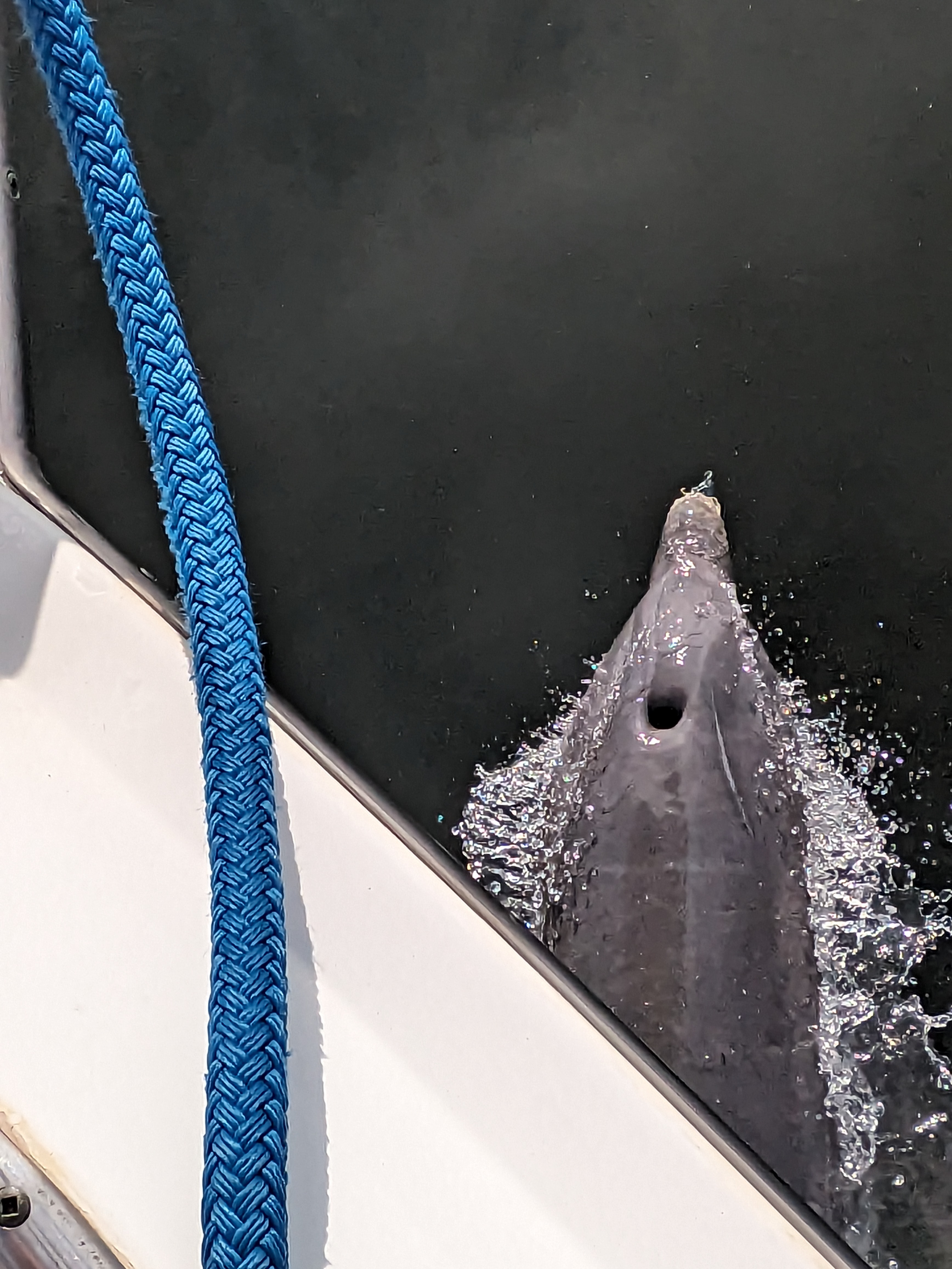 dolphin-closeup