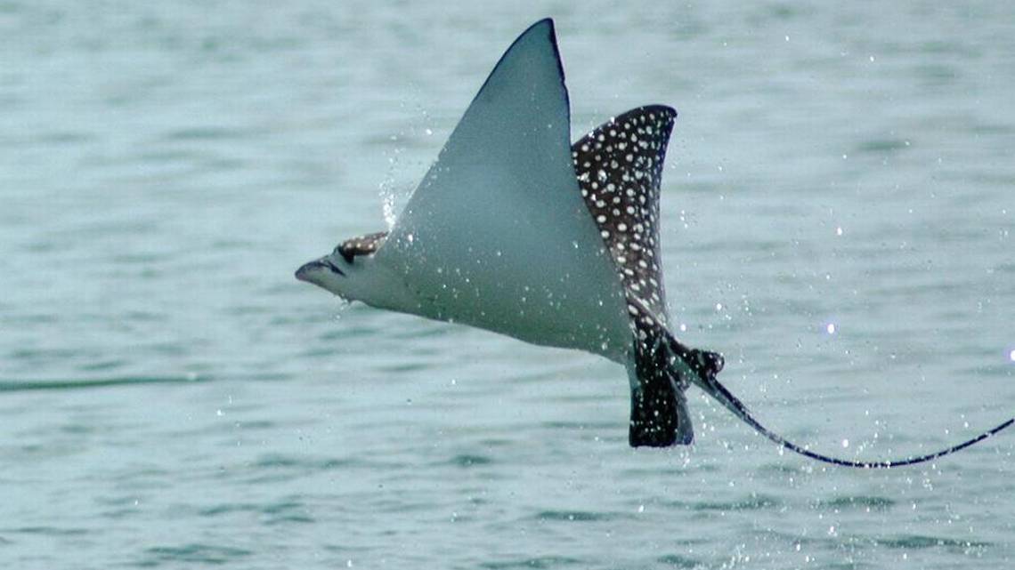 flying-eagle-ray