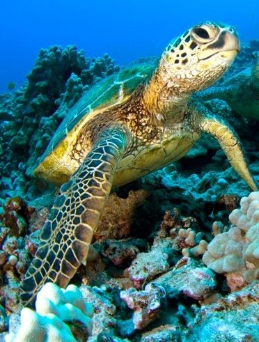green-turtle