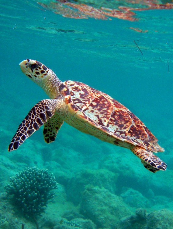 hawksbill-turtle