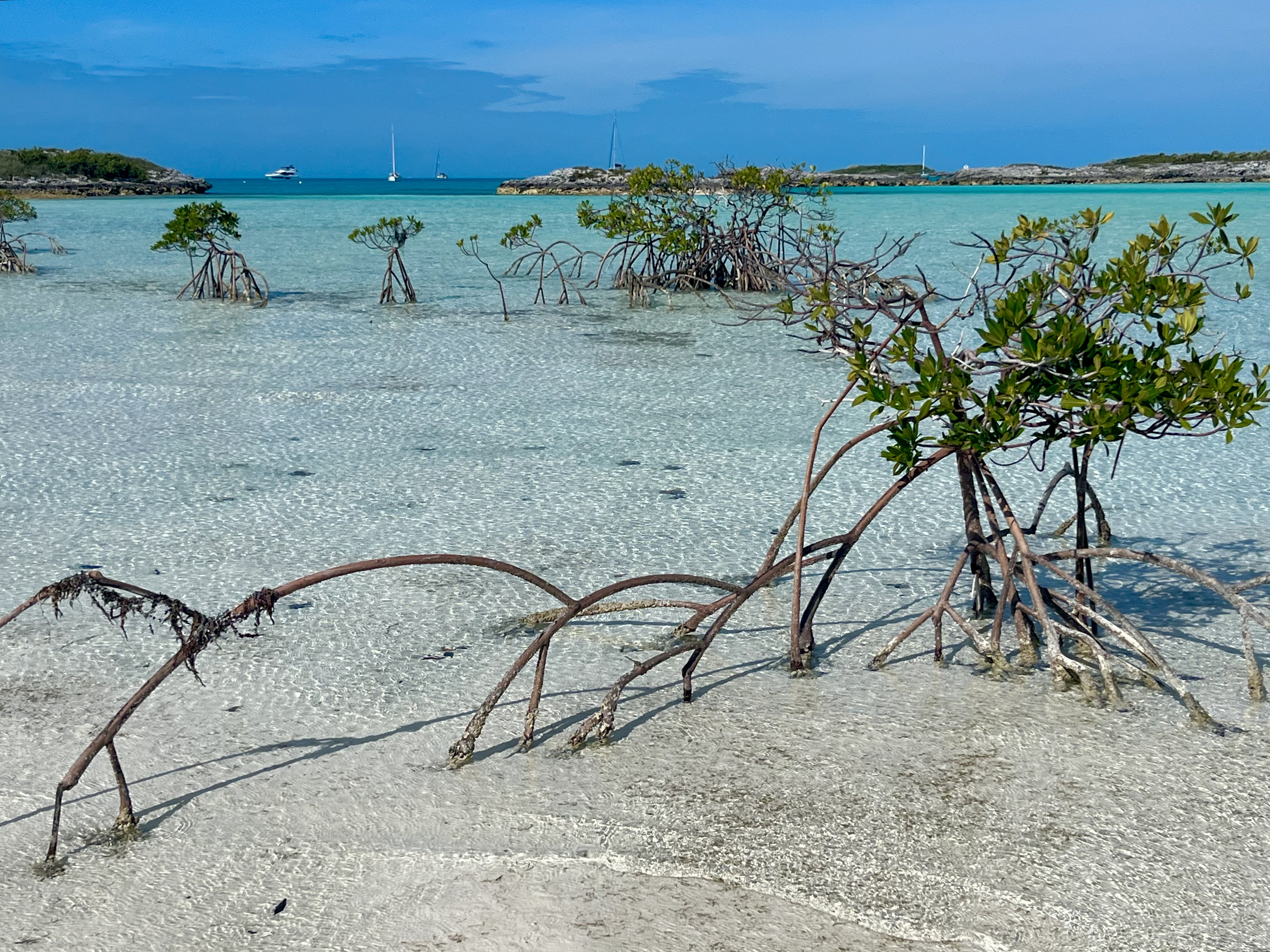 mangrove-clear-water-pic