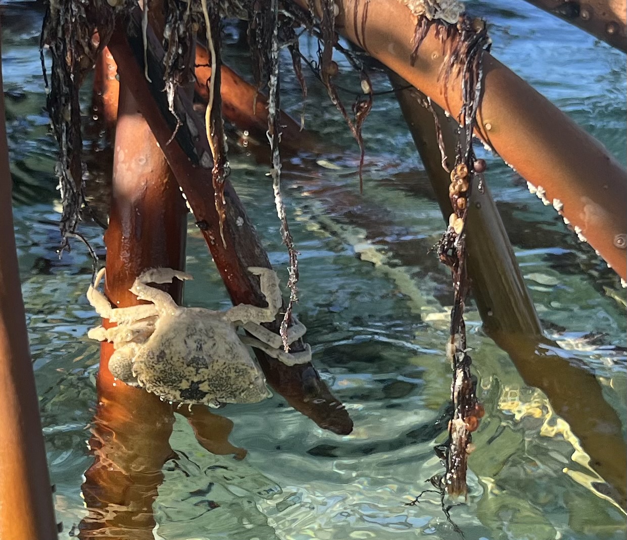 mangrove-crab-pic