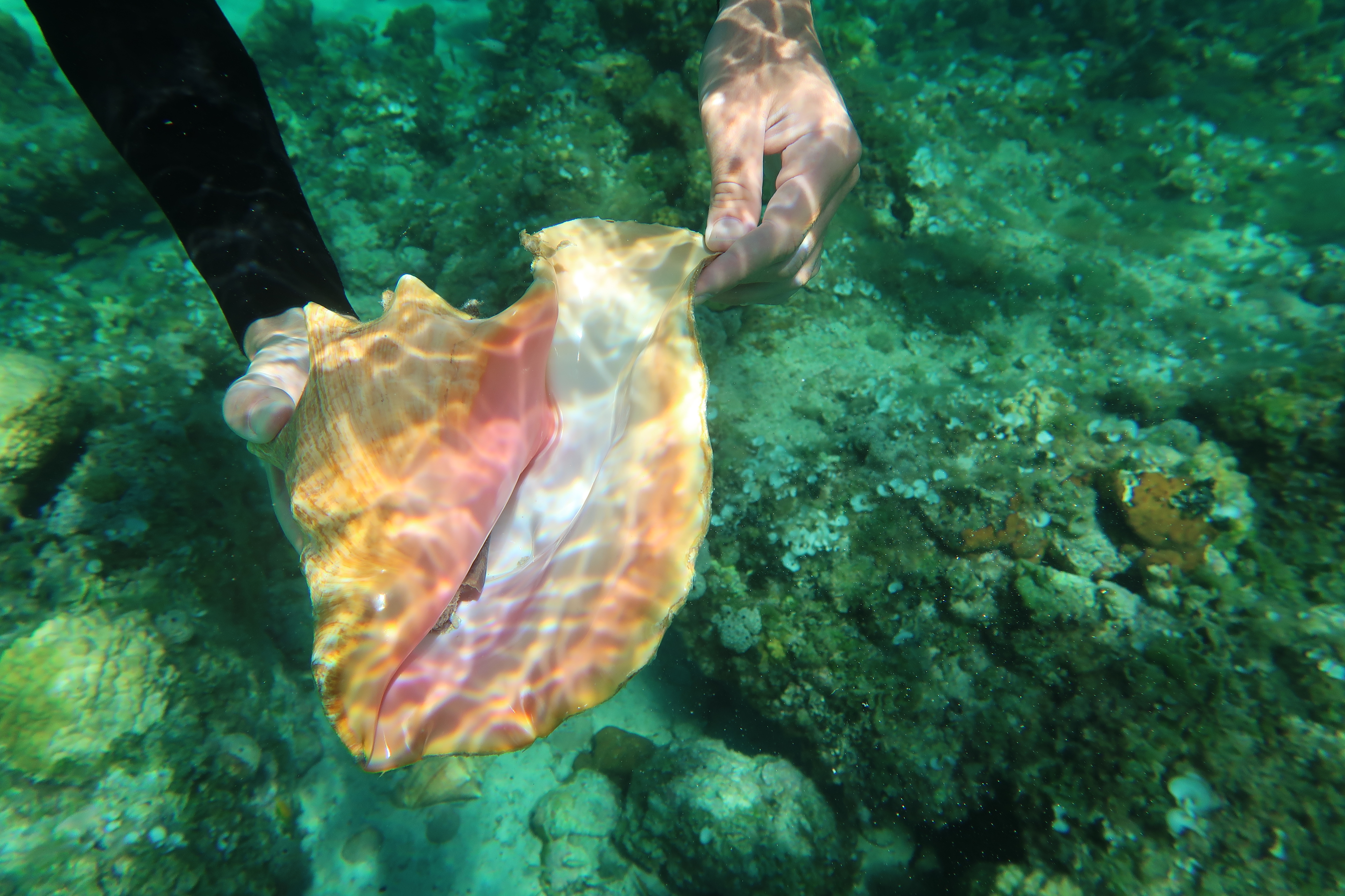 pink-conch