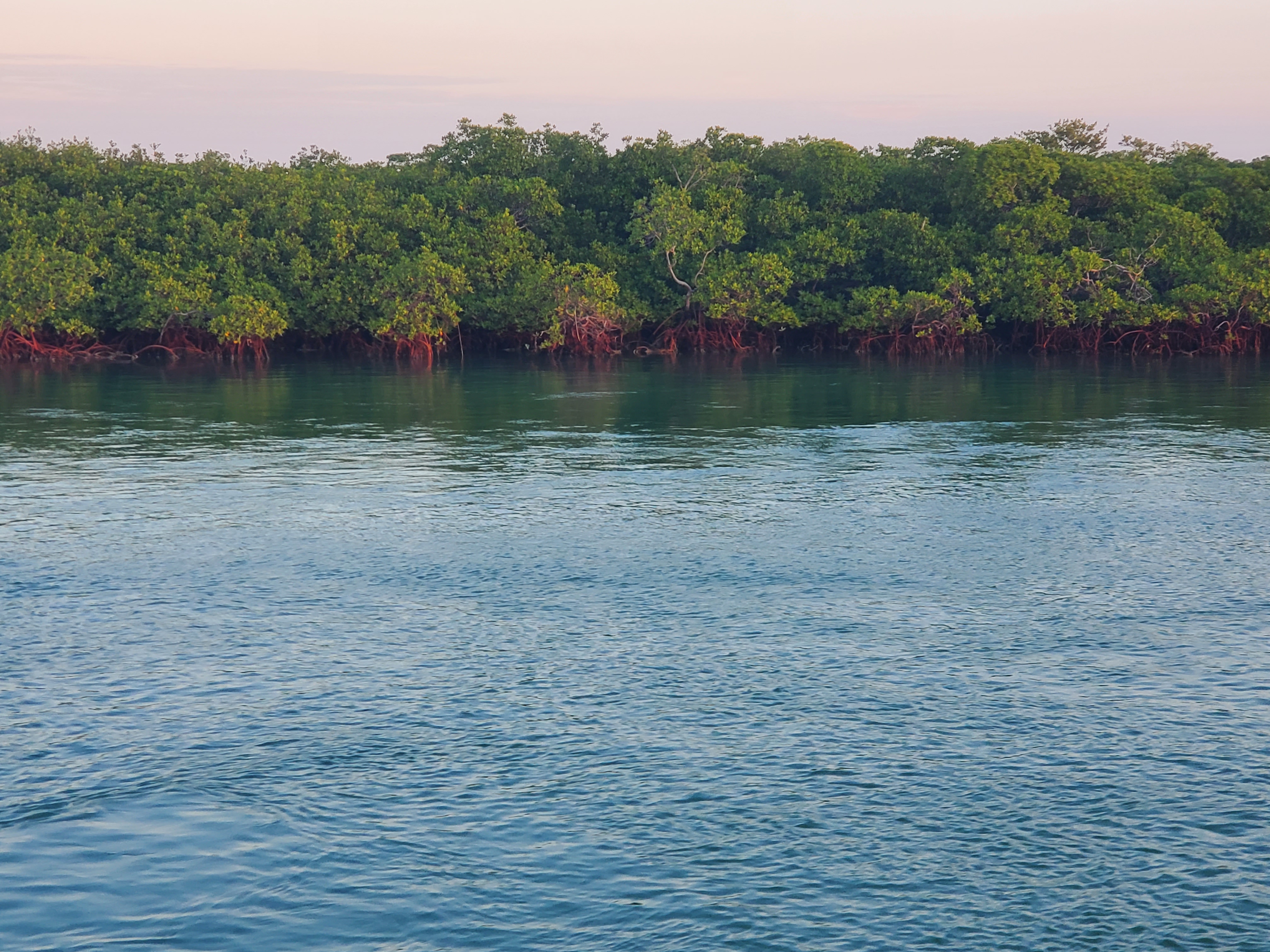 red-mangroves
