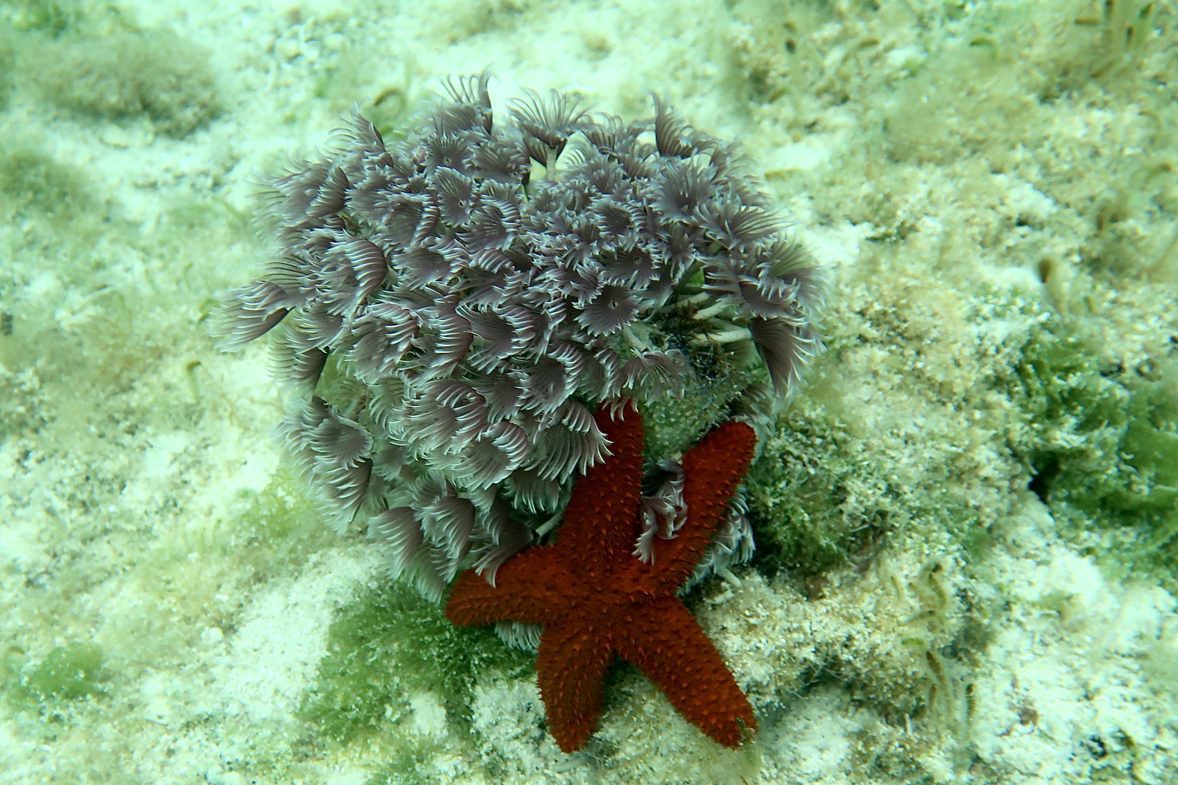 red-starfish