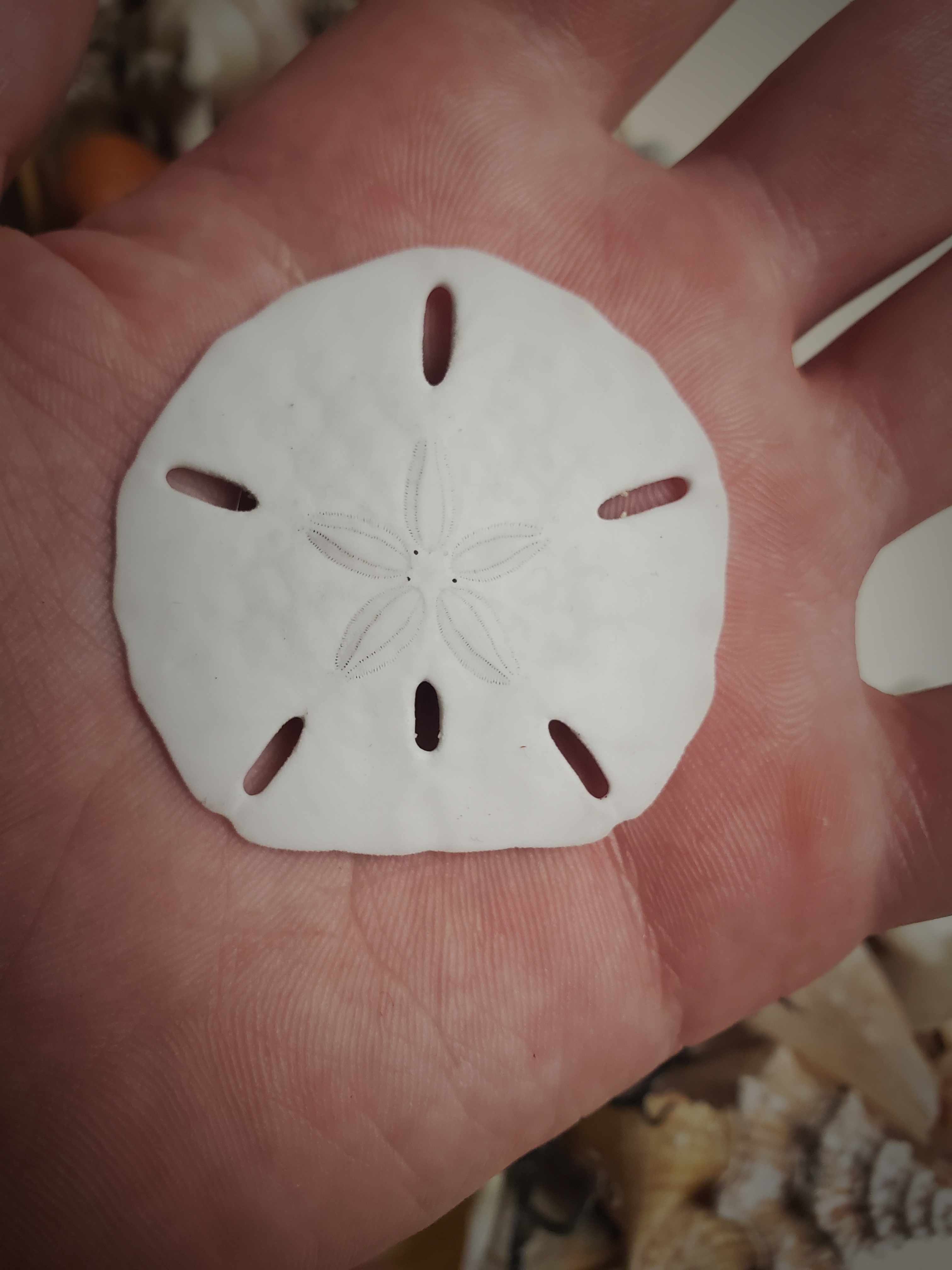 sand-dollar