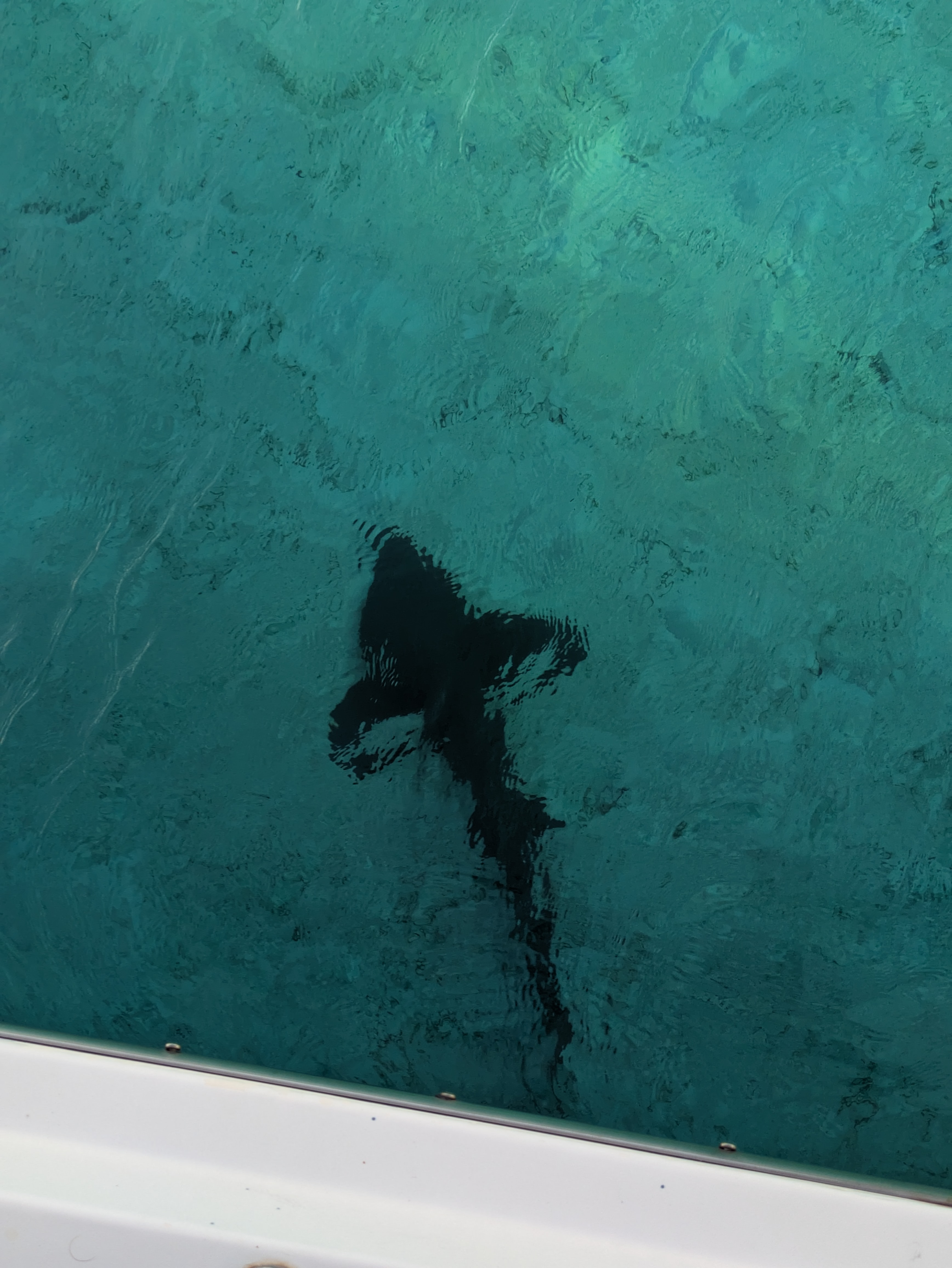 shark-under-boat