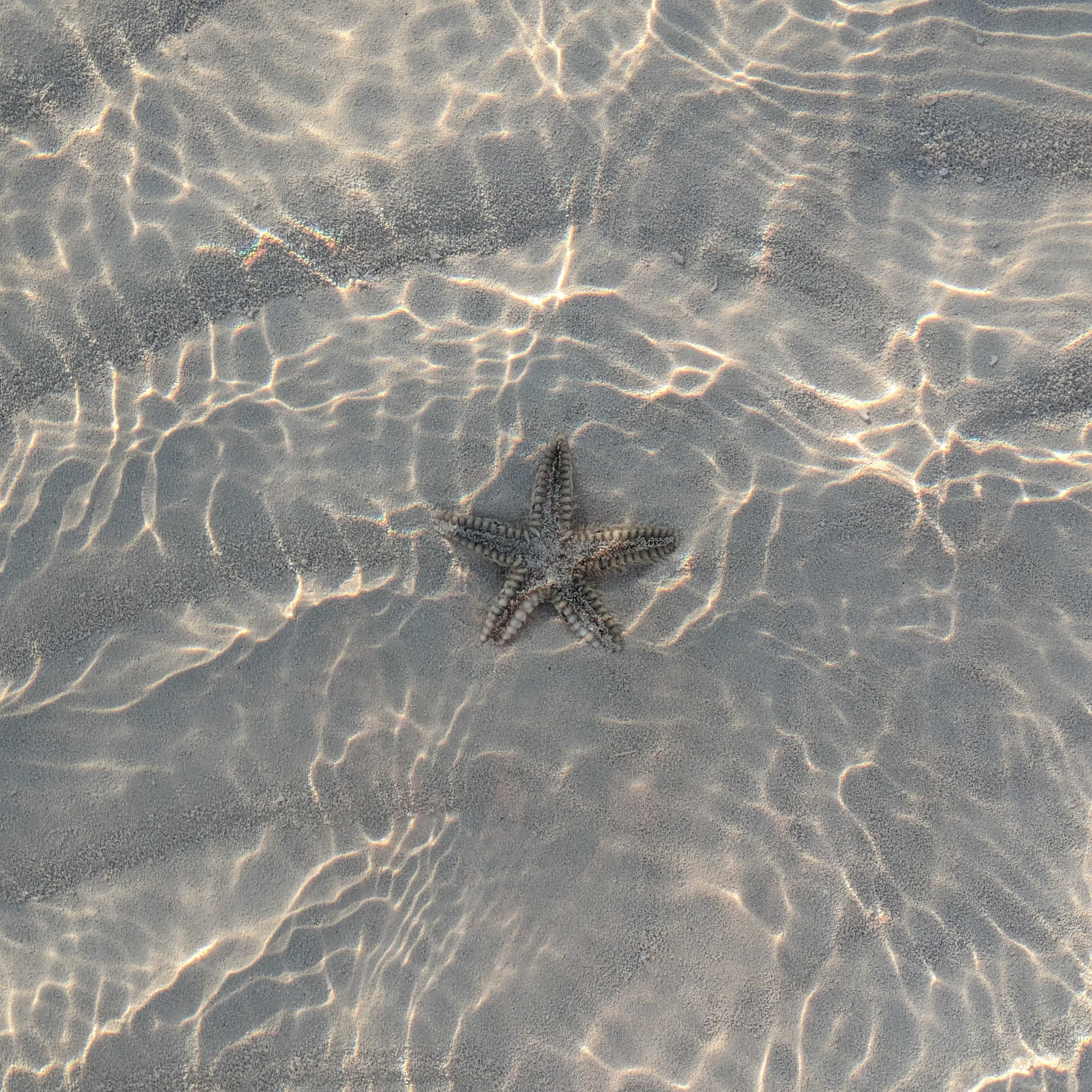 starfish