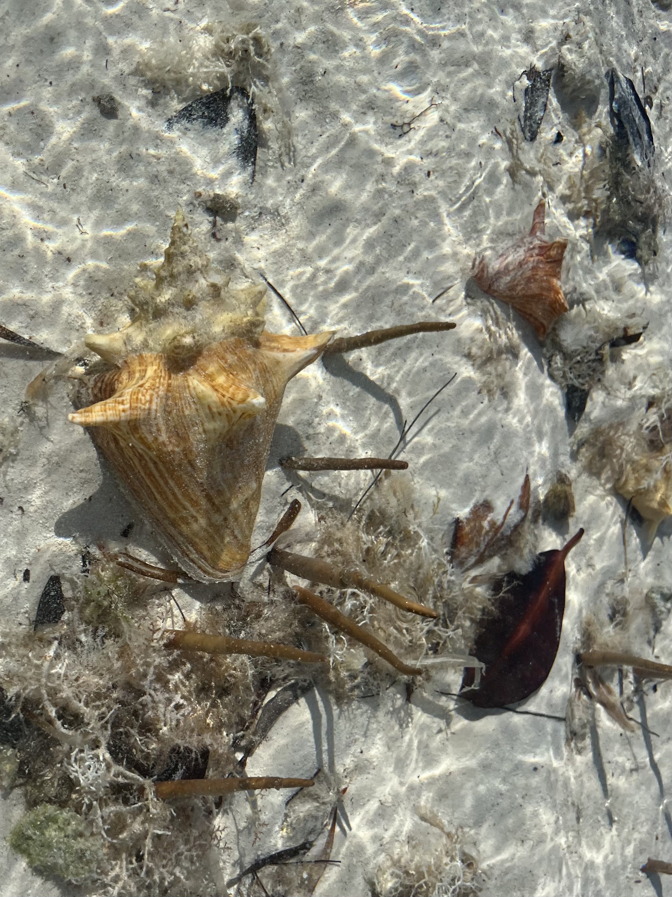 under-water-conch-pic
