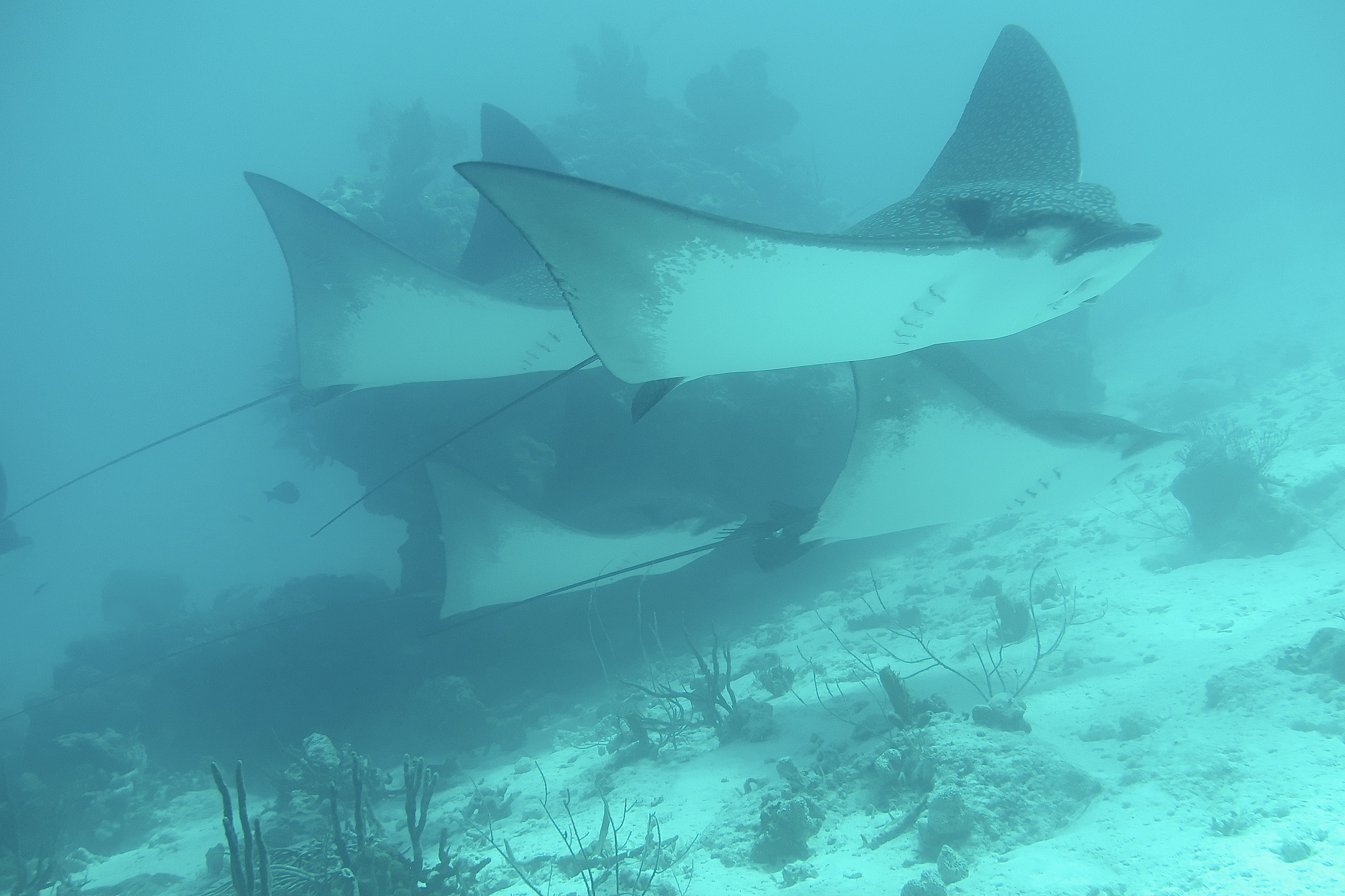 underwater-eagle-rays