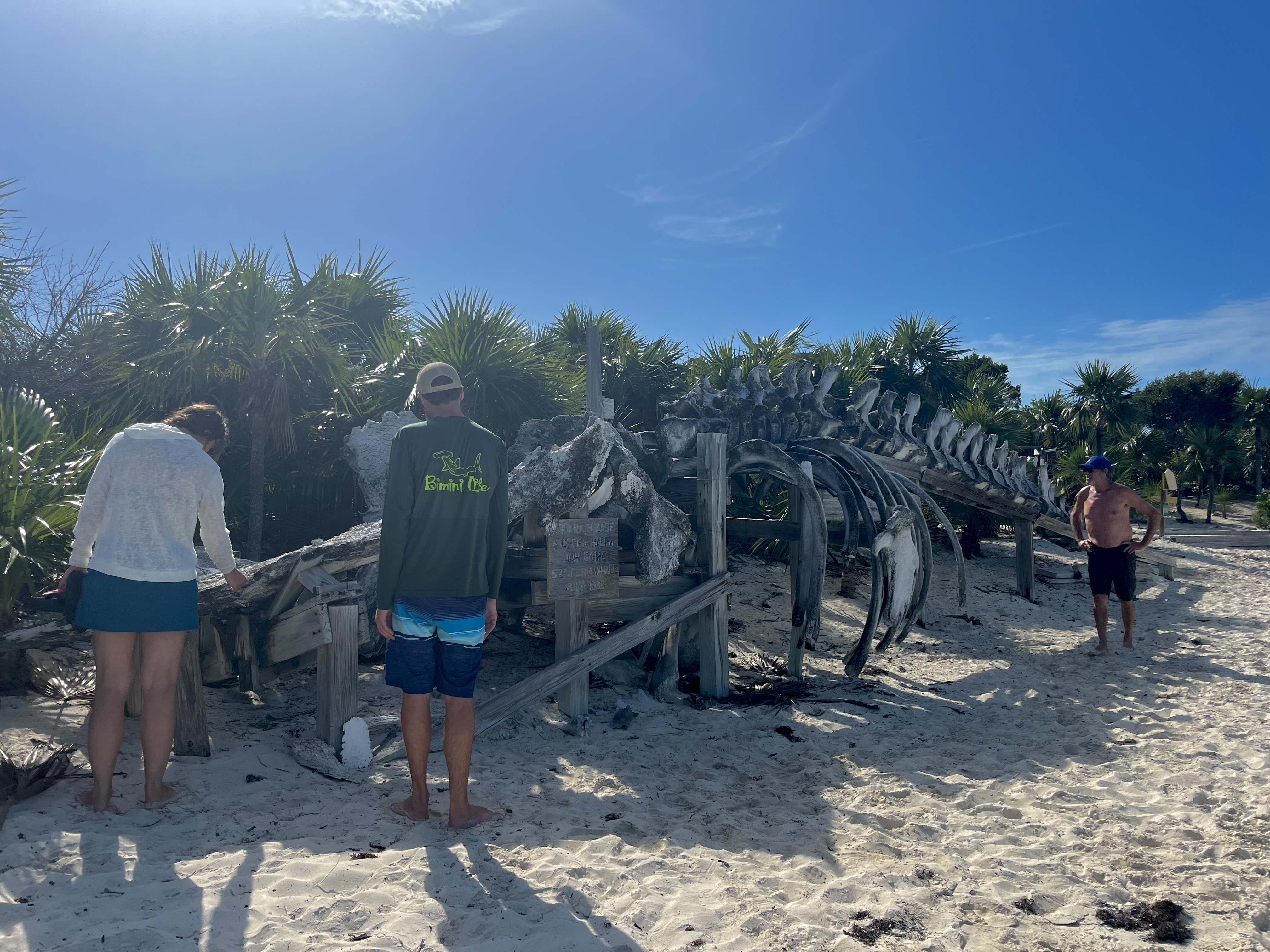 whale-skeleton